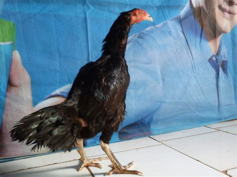 Mengenal Budidaya Ayam Babon di Indonesia