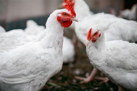 Desain Kandang Ayam Broiler Modern untuk Ternak Terbaik di Indonesia