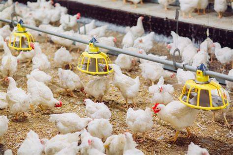 ayam broiler makan