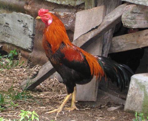ayam kampung