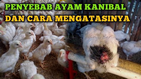 ayam kanibal