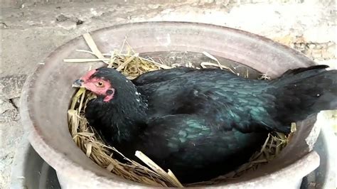 ayam mengeram