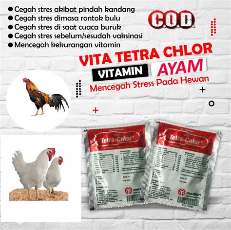 ayam ngorok