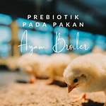 Ayam Prebiotik Pakan