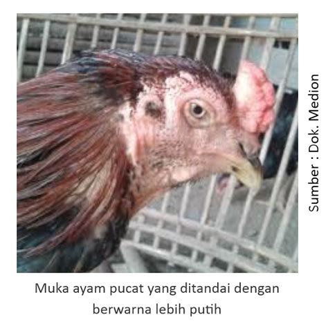 ayam pucat