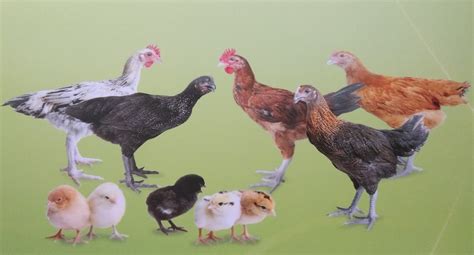 ayam ulu
