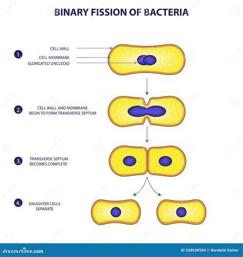 bacteria binary fission