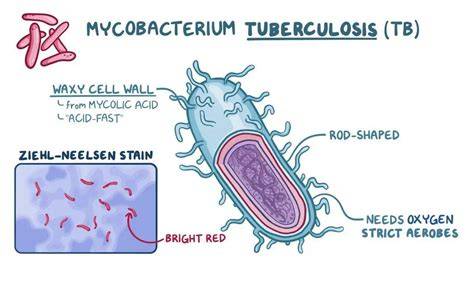 bakteri mycobacterium tuberculosis