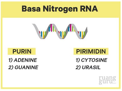 basa nitrogen DNA RNA