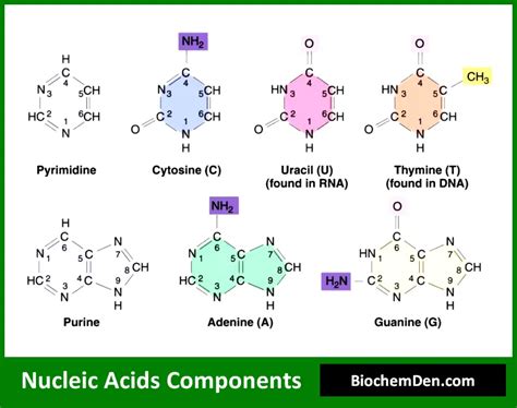 basic components of nucleic acids