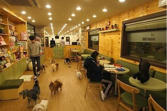 Bau House Dog Cafe