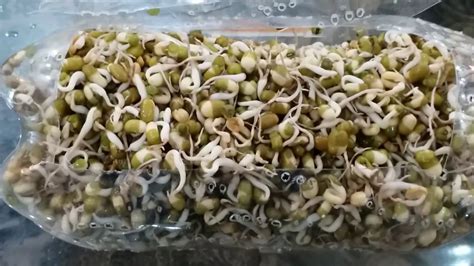 bean sprout meaning in urdu with example