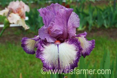 Bearded Iris Catalog