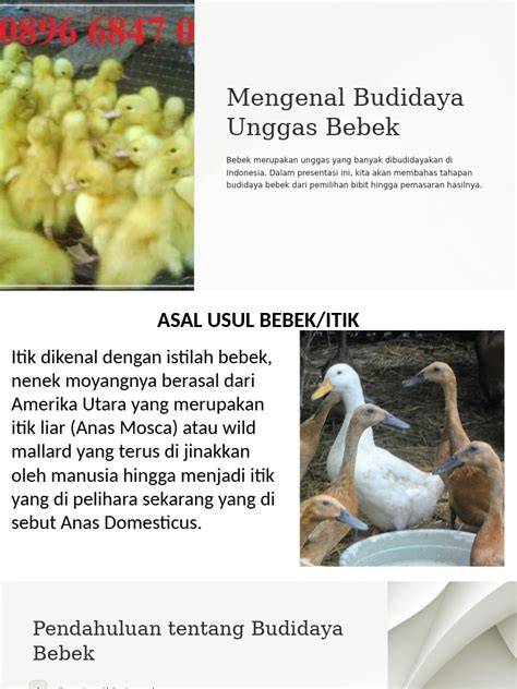 bebek unggas