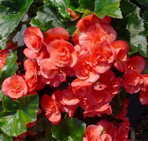 begonia