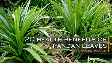 benefits of drinking boiled pandan leaves