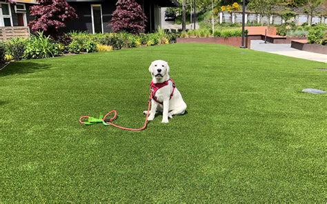Benefits of Pet-Friendly Synthetic Turf