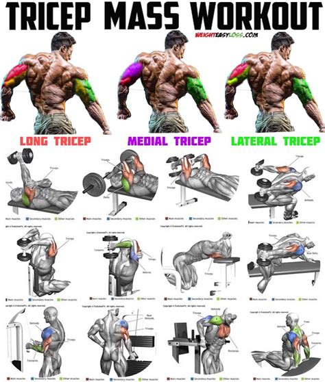 best tricep exercises for size reddit
