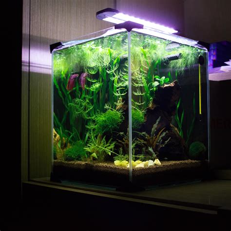 How to Set Up a Betta Fish Tank Filter