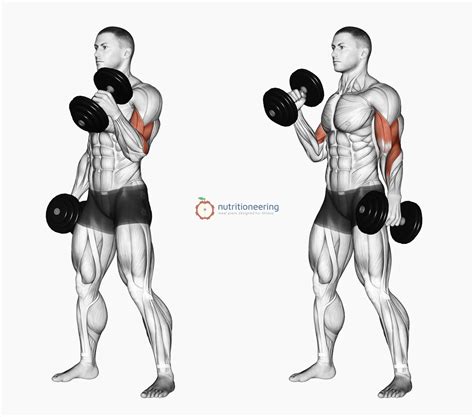 bicep exercises with dumbbells and bench