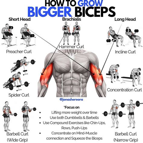 bicep exercises with dumbbells for mass