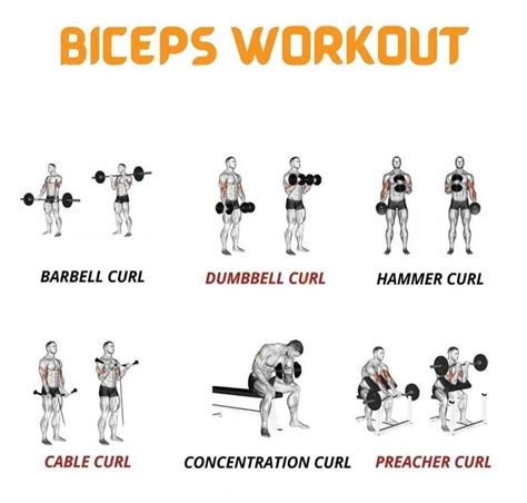 bicep exercises with dumbbells names