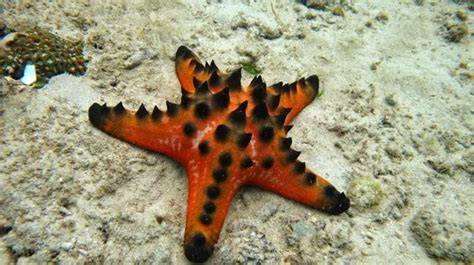 bintang laut
