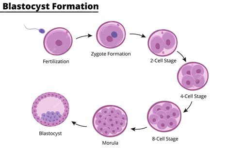 Blastocyst formation