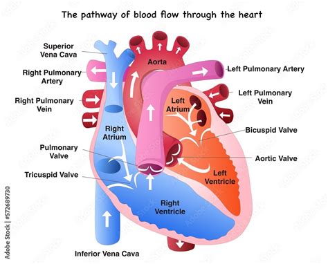 Blood Flow Of Heart Chart