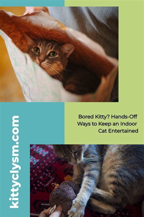 Bored Kitty Walkthrough