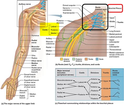 Brachial Plexus Innervation Chart