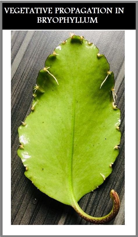 bryophyllum leaf propagation