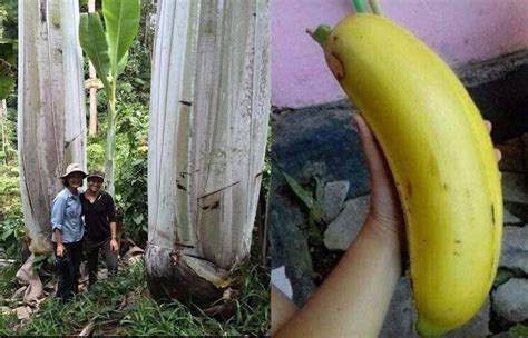 buah pisang terbesar di dunia indonesia