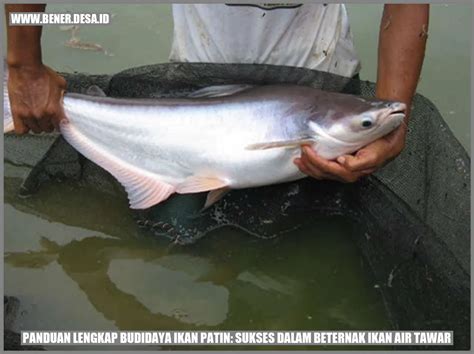 budidaya ikan patin
