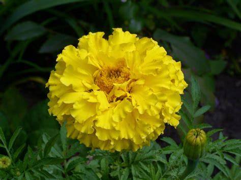 bunga marigold