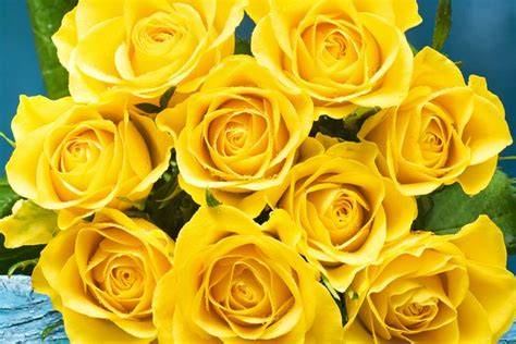 Bunga Mawar Kuning