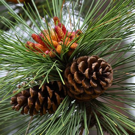 Bunga Pinus