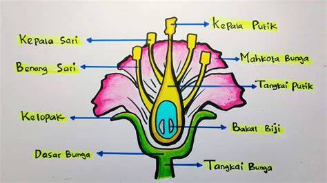 Bunga Sepatu Lengkap
