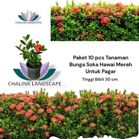 Soka Bunga Merah untuk Pagar