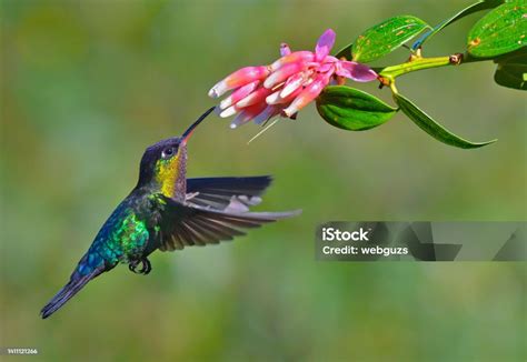 Gambar ilustrasi burung kolibri
