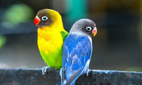 Burung Lovebird Rainbow