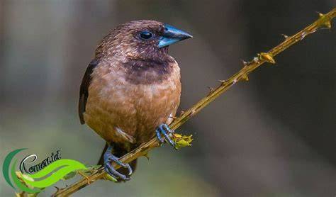 Gambar ilustrasi burung pipit