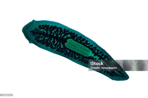 cacing pipih planaria