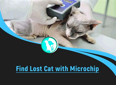 can't find my cats microchip number