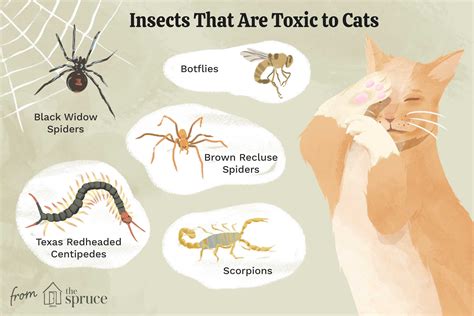 can cats be scared.of bugs