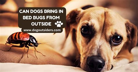 can dogs be scared of bugs