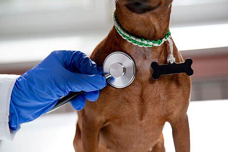 can dogs have lung problems