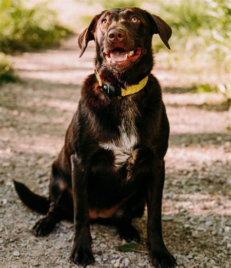 can labs have white patches