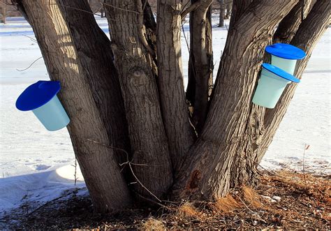 can silver maple be used for syrup