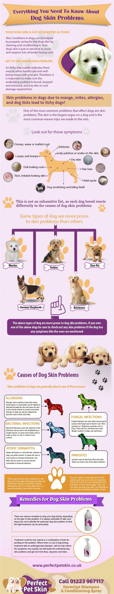 can stress cause skin problems in dogs